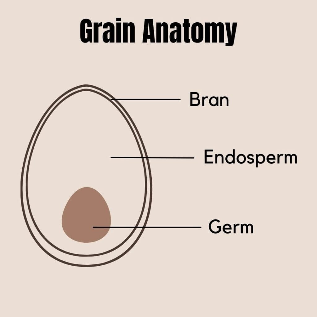The anatomy of a whole grain including the bran, endosperm and germ.